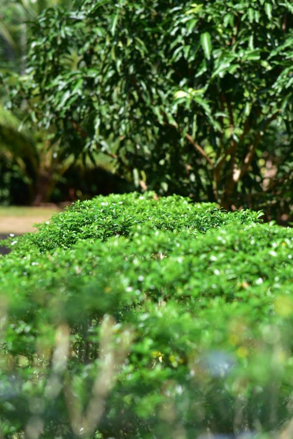 Tamarind Blue Ξενοδοχείο Tangalle Εξωτερικό φωτογραφία
